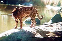 Puma en el Amazonas
